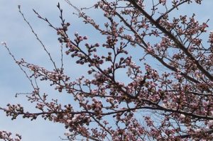 桜開花