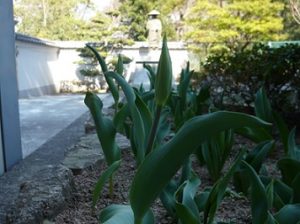 チュウリップ　蕾