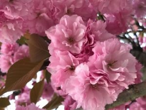 八重桜