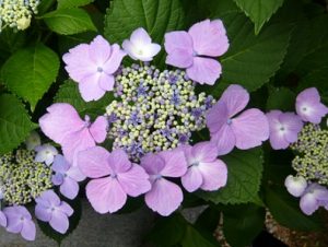 紫陽花