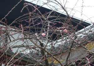 2019枝垂れ梅開花1
