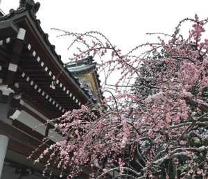枝垂れ梅雪4