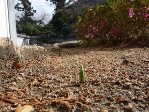 2020チューリップ芽