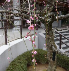 梅3分枝