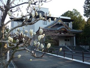 ハクモクレン