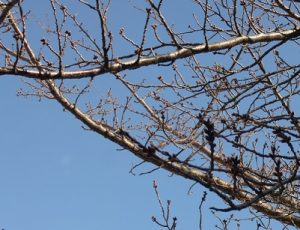 2020桜つぼみ