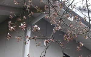2020桜開花