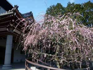 枝垂れ梅八分咲き