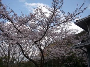 2020桜8部咲き