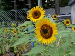 2019向日葵開花