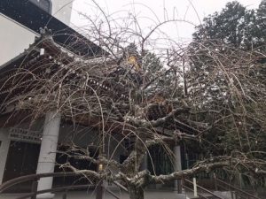 枝垂れ梅2