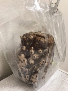 きのこの山