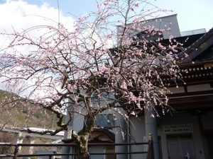枝垂れ梅8分②