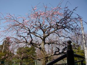 枝垂れ梅7分咲き