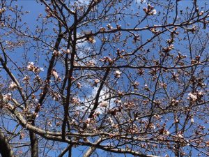 sakura01