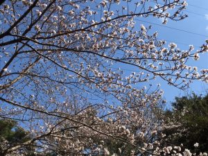 sakura02