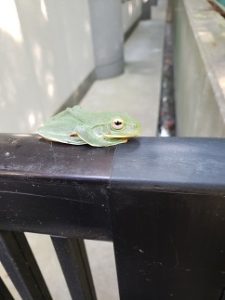 カエル